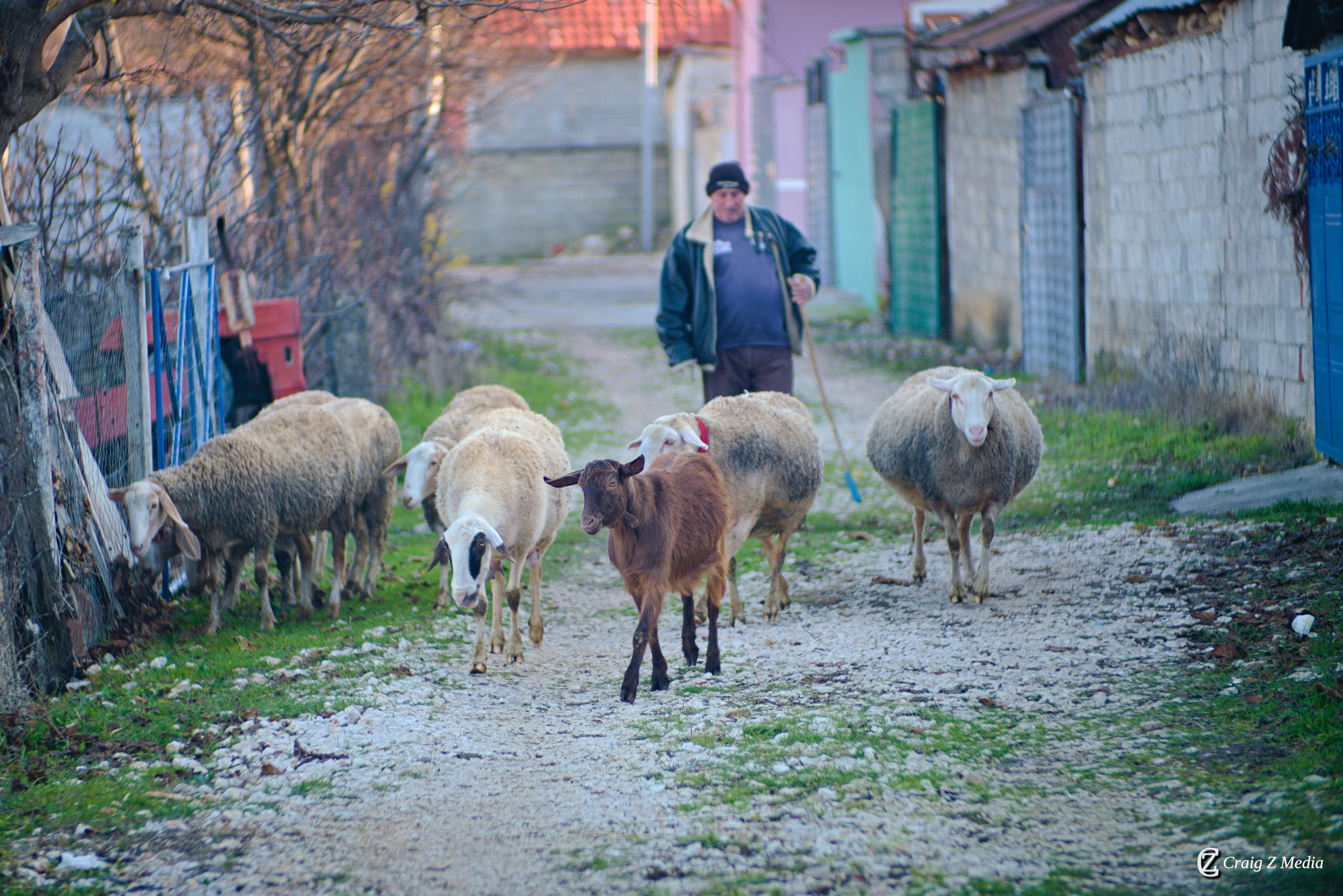 Sheep grazing in the pastoral countryside around Pogradec — the villages and farmland that surround the lake are a haven for wildlife